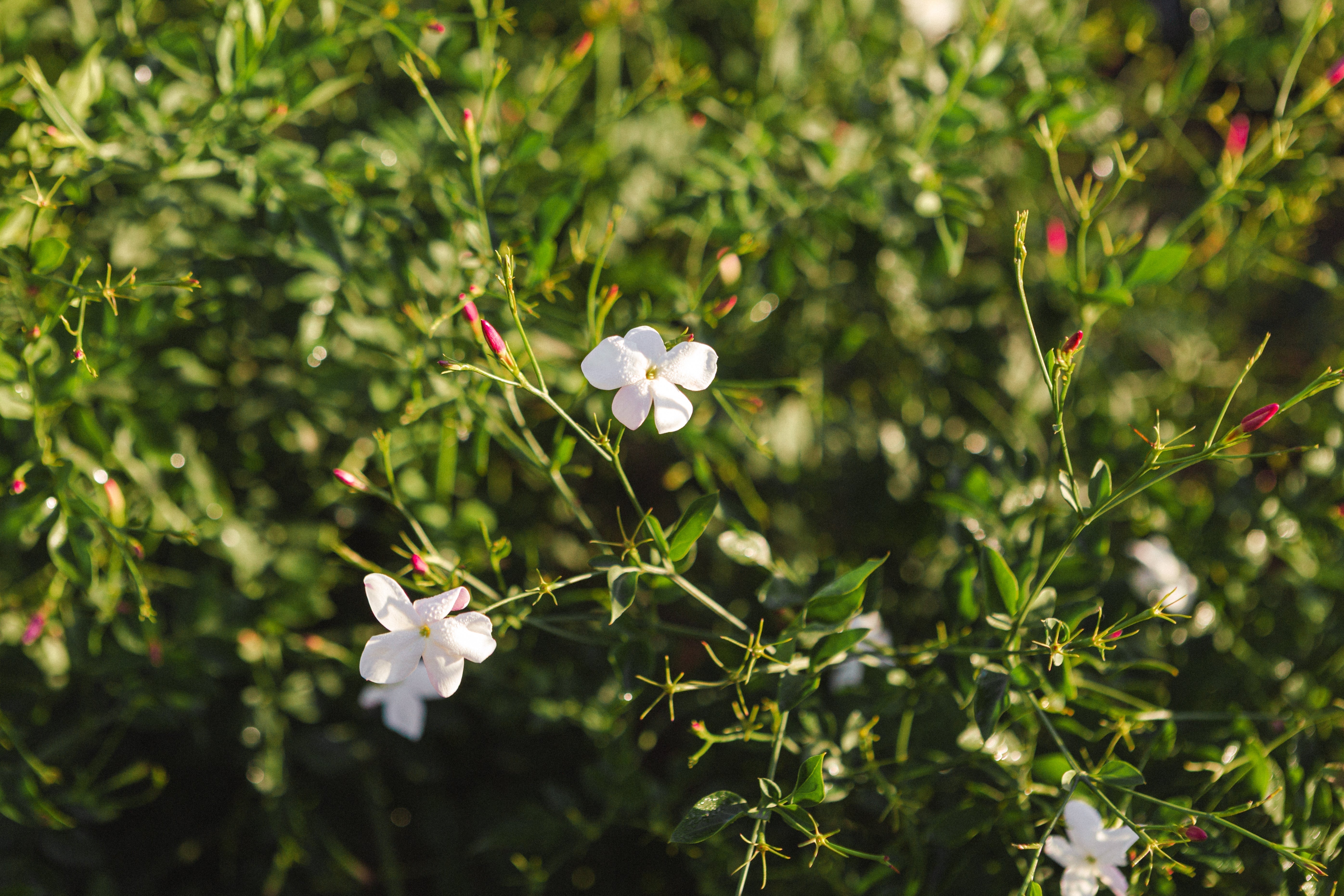 LES BIENFAITS DE L’HUILE DE JASMIN POUR LES CHEVEUX : TOUT CE QUE VOUS DEVEZ SAVOIR.
